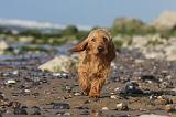 BASSET FAUVE DE BRETAGNE 061